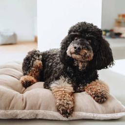 Hunter Hundkudde Puf & Komfort Design Rockford Beige